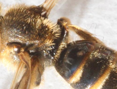 Lasioglossum sp.